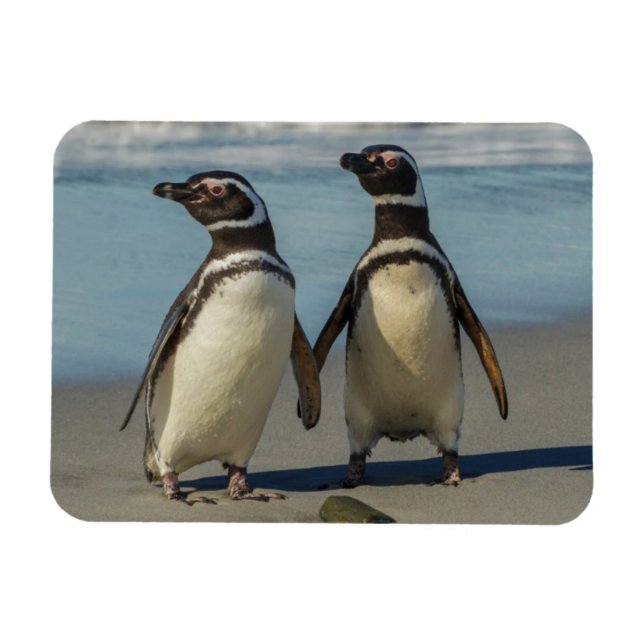 Imán Pareja de pingüinos en la playa (Horizontal)