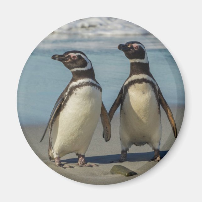 Imán Pareja de pingüinos en la playa (Frente)