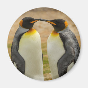 Imán Pareja de pingüinos rey, Falklands