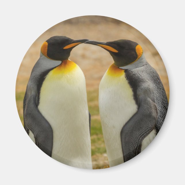 Imán Pareja de pingüinos rey, Falklands (Frente)
