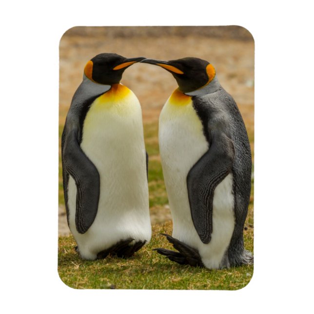 Imán Pareja de pingüinos rey, Malvinas (Vertical)