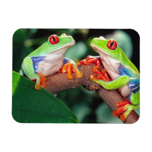 Imán Pareja de ranas de ojos rojos, Agalychinis callidr