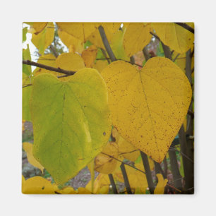 Imán Pareja de Redbud otoño deja fotografía de otoño