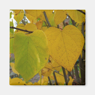 Imán Pareja de Redbud otoño deja fotografía de otoño