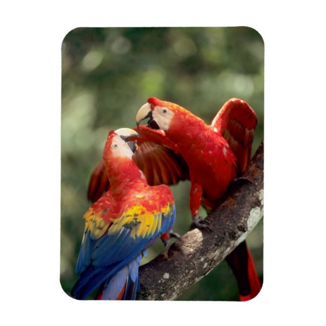 Imán Pareja de Scarlet Macaws (Vertical)