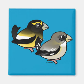Imán Pareja Grosbeak vespertina