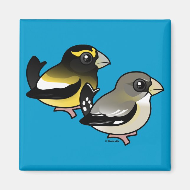 Imán Pareja Grosbeak vespertina (Frente)