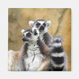 Imán pareja lemur
