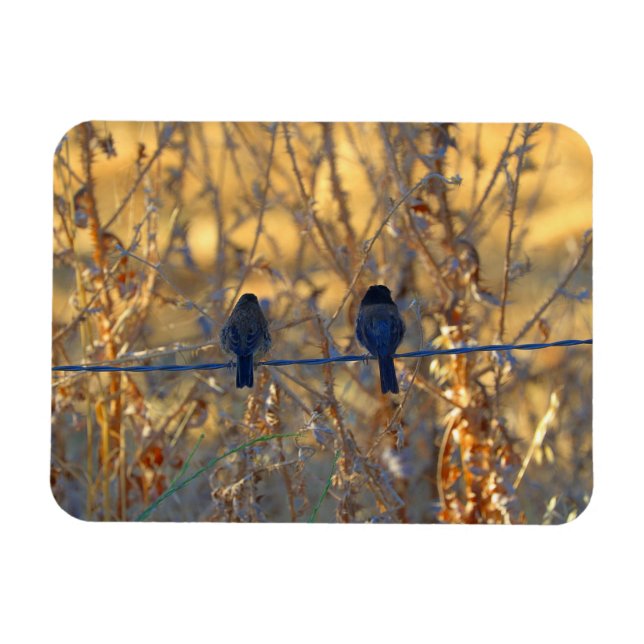 Imán Pareja romántica de pájaros gordos en un cable, 3" (Horizontal)