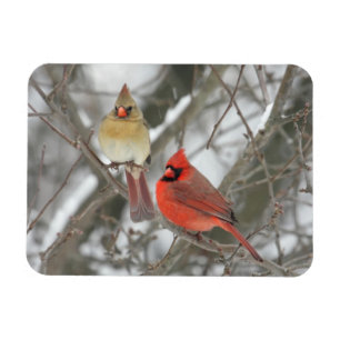Imán Pares de cardenales septentrionales