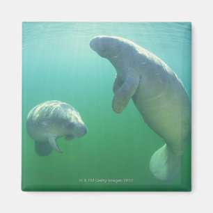 Imán Pares de manatees de la Florida que nadan