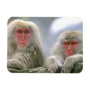 Imán Pares del mono de la nieve, Macaque japonés,