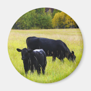 Imán Pares negros de Angus en campo