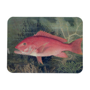 Imán Pargo Rojo, de 'Game Fishes of the United States