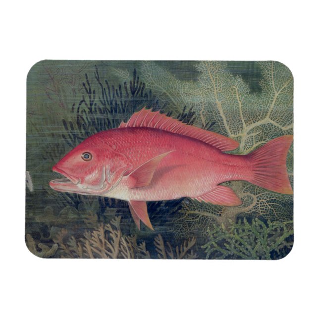 Imán Pargo Rojo, de 'Game Fishes of the United States (Horizontal)