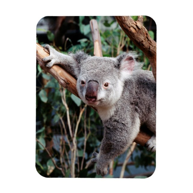 Imán Parque de vida silvestre Featherdale, Koala Bears (Vertical)