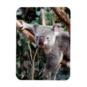 Imán Parque de Vida Silvestre Featherdale, Osos Koala
