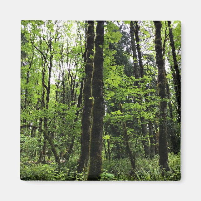 Imán Parque Estatal Elijah Bristow, Dexter, Oregón (Frente)