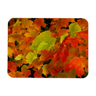 Imán Parque Estatal Itasca, Colores de Otoño
