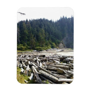 Imán Parque Estatal Oswald West, Costa de Oregón