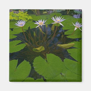 Imán Parque Golden Gate de San Francisco California y