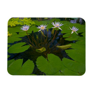 Imán Parque Golden Gate de San Francisco Californias y