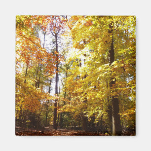 Imán Parque Greenbelt en Otoño II Escena de la Naturale
