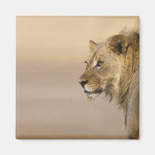 Imán Parque internacional de Kgalagadi, Northern Cape