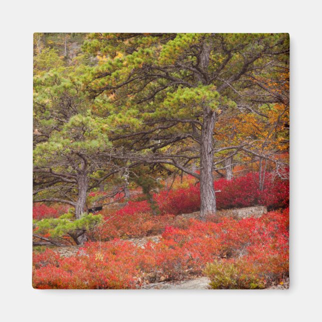 Imán Parque Nacional Acadia, Maine (Frente)