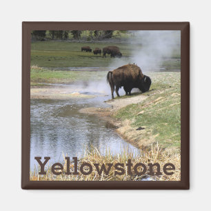 Imán Parque nacional Bison in Yellowstone
