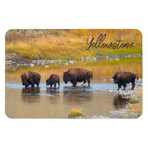 Imán Parque nacional Bison River Crossing Yellowstone