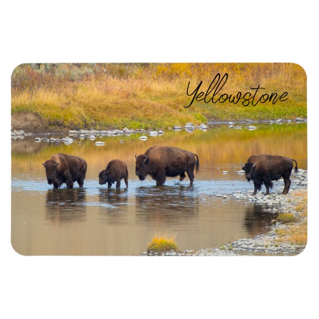 Imán Parque nacional Bison River Crossing Yellowstone (Horizontal)