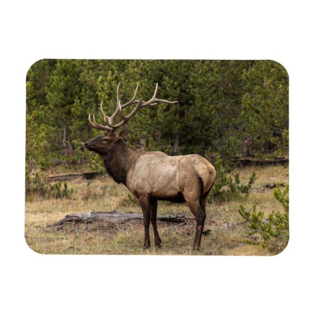 Imán Parque nacional Bull Elk Yellowstone, Wyoming (Horizontal)