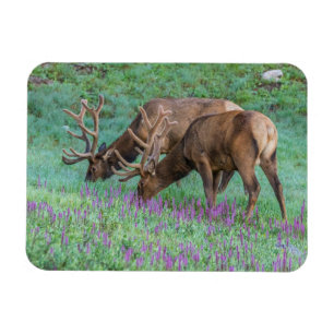 Imán Parque nacional Bull Elks Rocky Mountain, Colorado