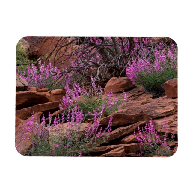 Imán Parque Nacional Capitol Reef, Utah, EE. UU. (Horizontal)