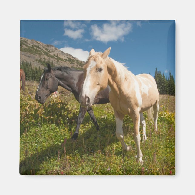 Imán Parque nacional Cascades del Norte (Frente)