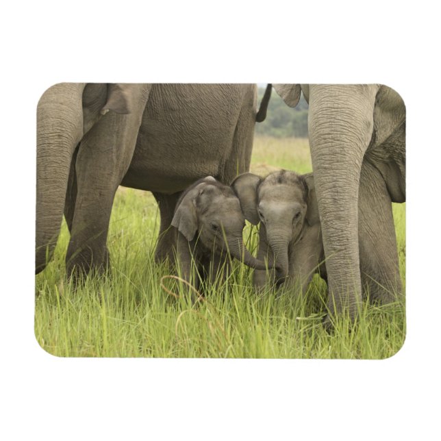 Imán Parque Nacional Corbett, Uttaranchal, India. (Horizontal)