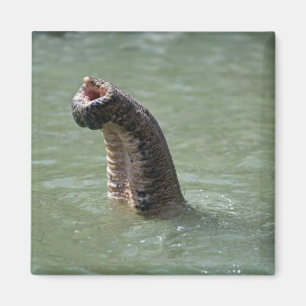 Imán Parque nacional de Corbett, Uttaranchal, la India