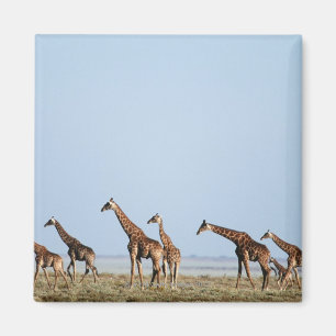 Imán Parque nacional de Etosha, Namibia 2