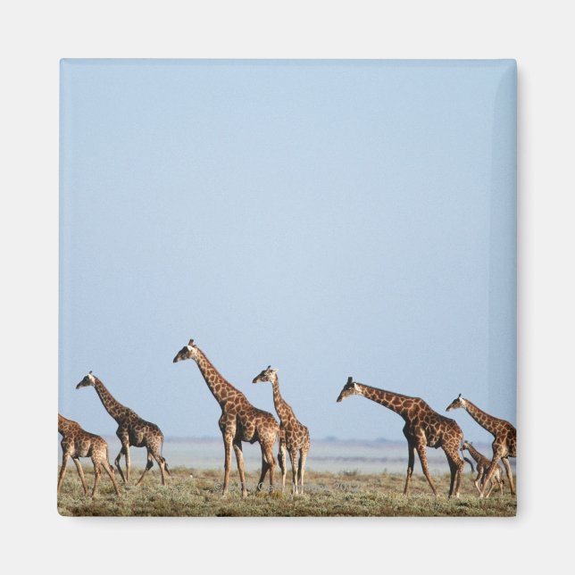 Imán Parque nacional de Etosha, Namibia 2 (Frente)