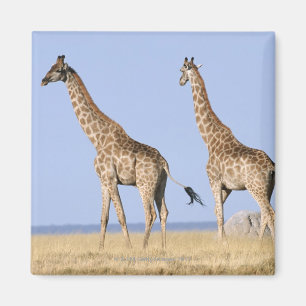 Imán Parque nacional de Etosha, Namibia 3