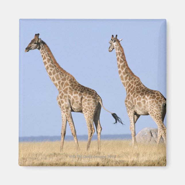 Imán Parque nacional de Etosha, Namibia 3 (Frente)
