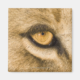 Imán Parque nacional de Kruger, provincia de Limpopo