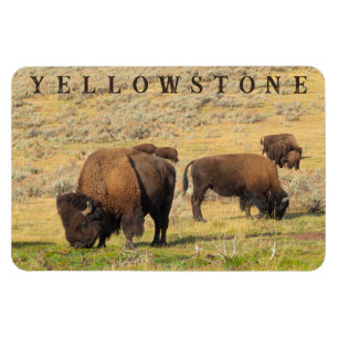 Imán Parque nacional de Lamar Valley Bison Yellowstone