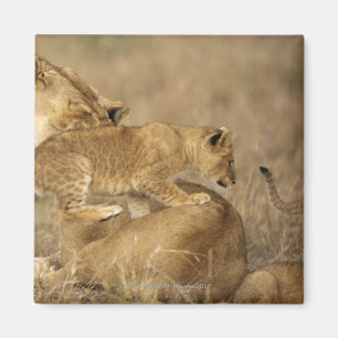 Imán Parque nacional de Serengeti, Tanzania