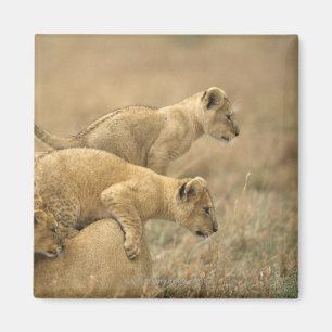 Imán Parque nacional de Serengeti, Tanzania 2