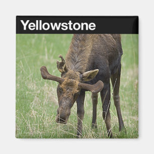 Imán Parque nacional de Yellowstone