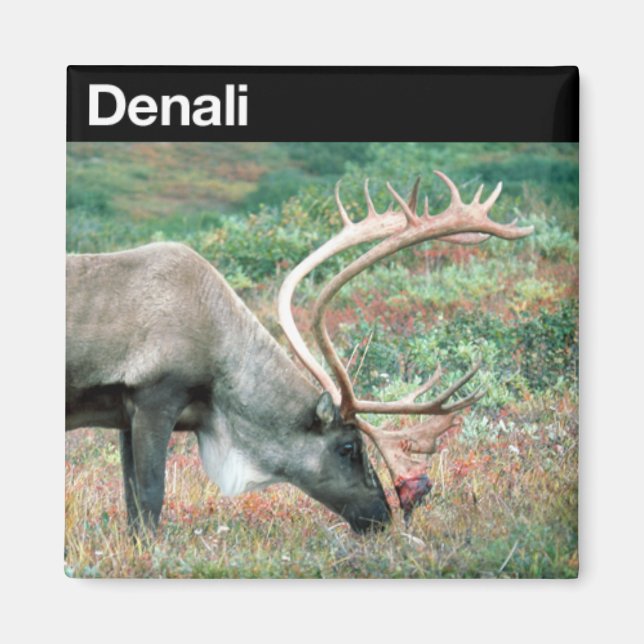 Imán Parque nacional Denali (Frente)