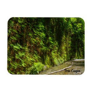 Imán Parque nacional Fern Canyon Redwood California