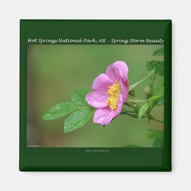 Imán Parque Nacional Hot Springs, AR  Regalos Wild Rose (Frente)